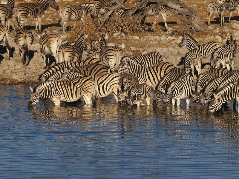 Etosha National Park, Okaukuejo, Zebra